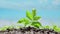 Close-up of a small green plant under the rain. The concept of environmental protection, climate change and ecology.