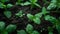 Close-Up of Small Green Plants Growing in Dirt