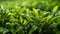 Close up small green tree plants nature background