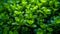 Close up small green tree plants nature background