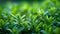 Close up small green tree plants nature background