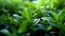 Close up small green tree plants nature background