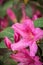 A close-up of a small grouping of pink flowers with the background blurry out