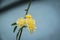 A close-up of a small grouping of yellow flowers with the background blurry out