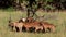 Close-up of a Small herd of goats in the fenced.