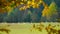 CLOSE UP: Small herd of sheep pasturing in a meadow by the autumn colored forest