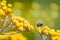 Close up of small irridescent green fly on cluster of vibrant yellow flower heads with colourful bokah background