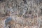 Close up of a small klipspringer antelope- oreotragus oreotragus - standing in the yellow grasslands