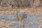 Close up of a small klipspringer - oreotragus oreotragus - standing in the yellow grasslands