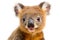 A close up of a small koala bear. Generative AI image.