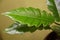 Close up of the small leaf of Philodendron Jungle Boogie, a popular houseplant