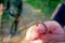 Close up of a small leech feeding in the finger of a person, located in the forest in Chitwan National Park