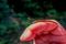 Close up of a small leech feeding in the finger of a person, located in the forest in Chitwan National Park