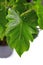 Close up of small lobed leaf of tropical `Thaumatophyllum Shangri La` houseplant on white background