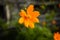 Close up of small marigold flower with green background. Nature and environment concept. Flower background