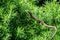 Close-up of small meadow lizard. Nice striped lizard Darevskia praticola lacerta praticola Lacertidae basks