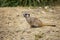 Close up of a small meerkat walking on a sandy brown soil texture