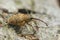 Close up of a the small nut weevil, Curculio nucum