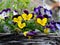 Close up of small pansy flowers growing in a wicker hanging basket