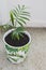 Close-up of small parlour palm plant indoor next to the window