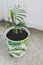 Close-up of small parlour palm plant indoor next to the window