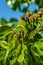 Close-up of small pears growing on pear tree fruit tree.