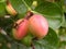 Close up of small pink and yellow color fruits of Coco Plum fruits in the garden