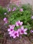 Close up on small pinkish purple flowers