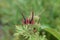 close-up of a small plant with red and black flowers and some pointed, unopened buds