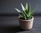 Close up of a small potted succulent cactus plant on a table