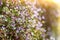 Close-up of small purple flowers in sunbeams. gypsophila muralis with the tiny flowers