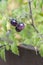 Close-up of small purple tomatoes on vine in raised garden bed