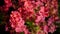 Close-up. small red barberries in flower pots, in a garden center or greenhouse, for sale. garden plants. floristry
