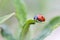 A close up of a small red and black ladybug with black spots or coccinellidae sitting on the tip of a blade of grass. The tiny