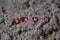 Close up of small red dices with white letters in the beachsand writing the word sand