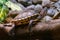 Close-up of a small Red-eared slider