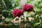 Close-up of small red roses