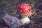 Close-up of a small, round red and white fly agaric, Amanita muscaria, in autumn.