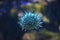 Close up of a small sea urchin with short needles on glass in an aquarium with a blurred background