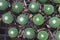 Close-up of small seedlings of Mammillaria polythele in a small brown pot in the nursery,