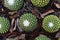 Close-up of small seedlings of Mammillaria polythele in a small brown pot in the nursery