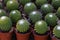 Close-up of small seedlings of Mammillaria polythele in a small brown pot in the nursery,