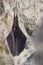 Close up small sleeping horseshoe bat covered by wings, hanging upside down on top of cold natural rock cave while hibernating. Cr