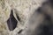 Close up small sleeping horseshoe bat covered by wings, hanging upside down on top of cold natural rock cave while hibernating. Cr