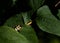 Close-up of a small Spotted leptura (Leptura maculata) perched atop a large leaf