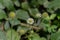 Close up of a small teasel, also called Dipsacus pilosus or behaarte karde