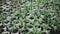 Close up of small tomatoes seedlings growing inside of a greenhouse