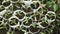 Close up of small tomatoes seedlings growing inside of a greenhouse