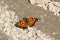 A close up of a small tortoiseshell (Aglais urticae) butterfly absorbing minerals and salt by puddling on a sandy road