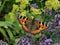 Close Up of Small Tortoiseshell Butterfly on Lavender